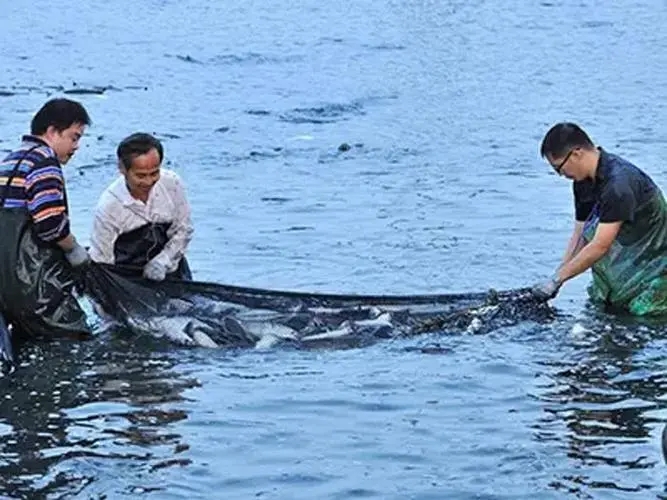 水產(chǎn)養(yǎng)殖水質(zhì)原位凈化